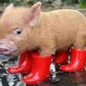 Meet your Posher, Brianne